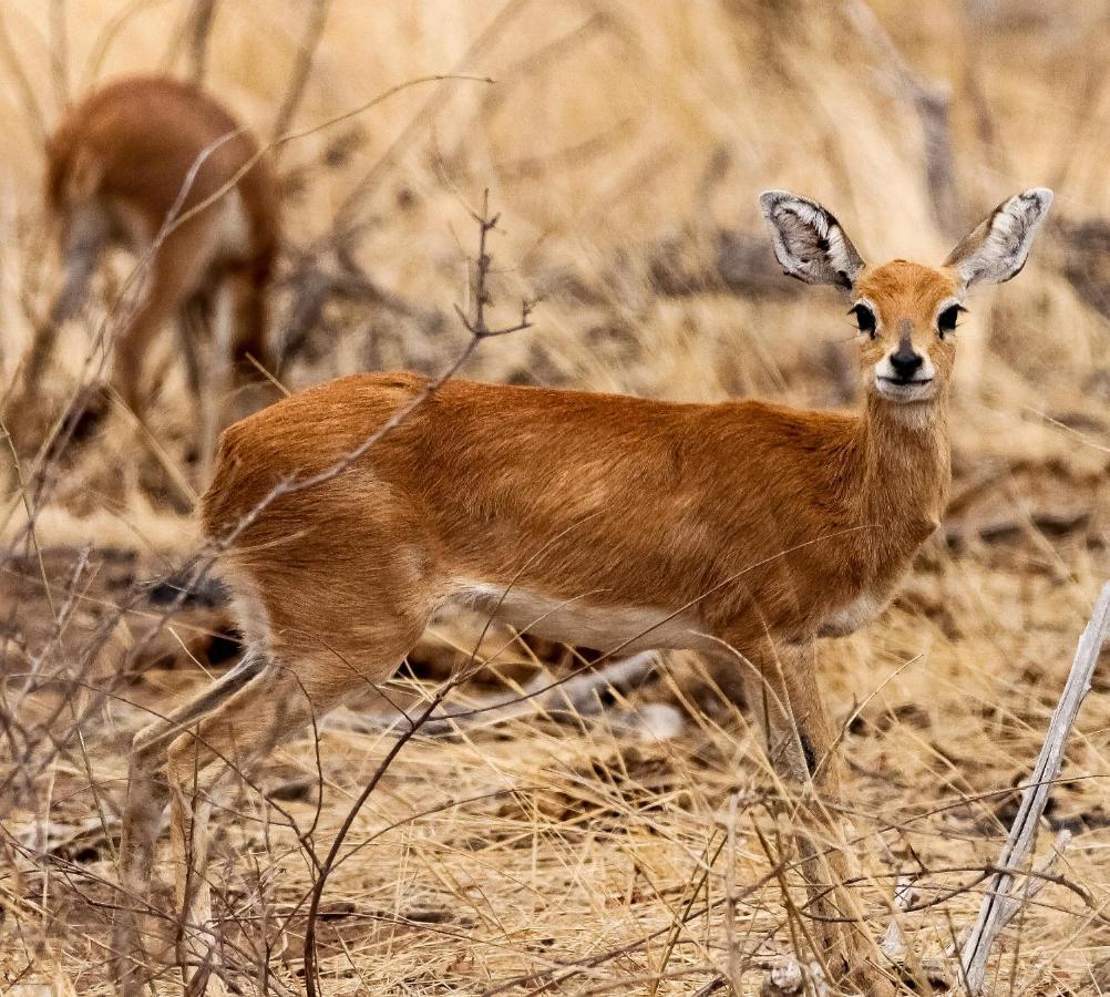 Muweti Bush Lodge Grietjie Game Reserve Екстериор снимка