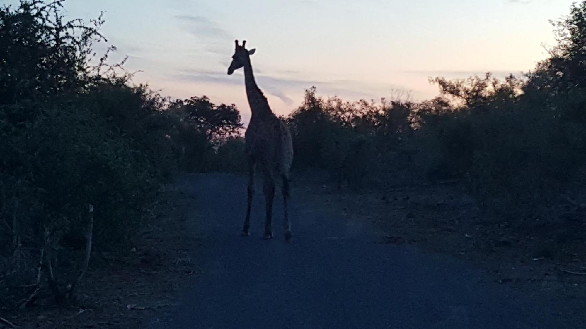 Muweti Bush Lodge Grietjie Game Reserve Екстериор снимка