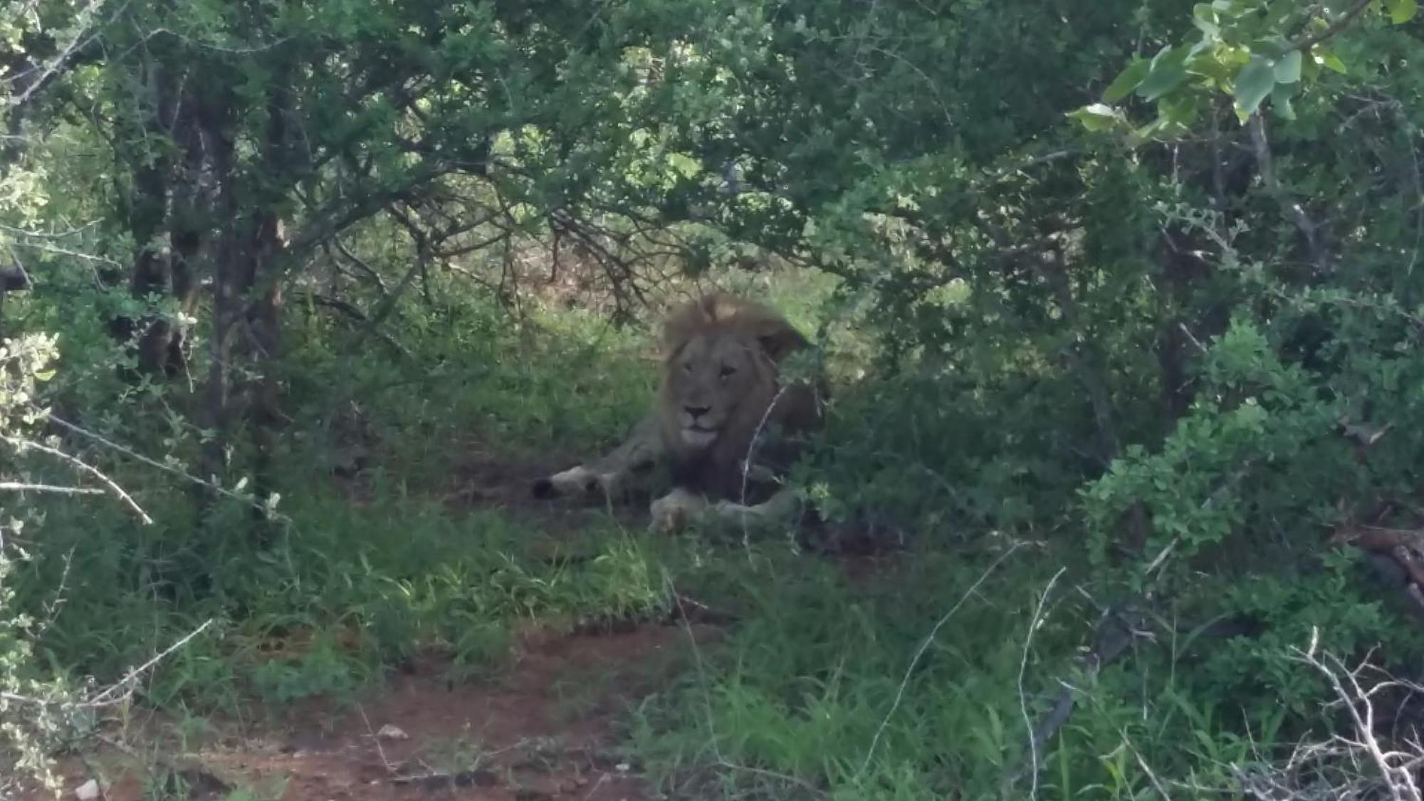 Muweti Bush Lodge Grietjie Game Reserve Екстериор снимка