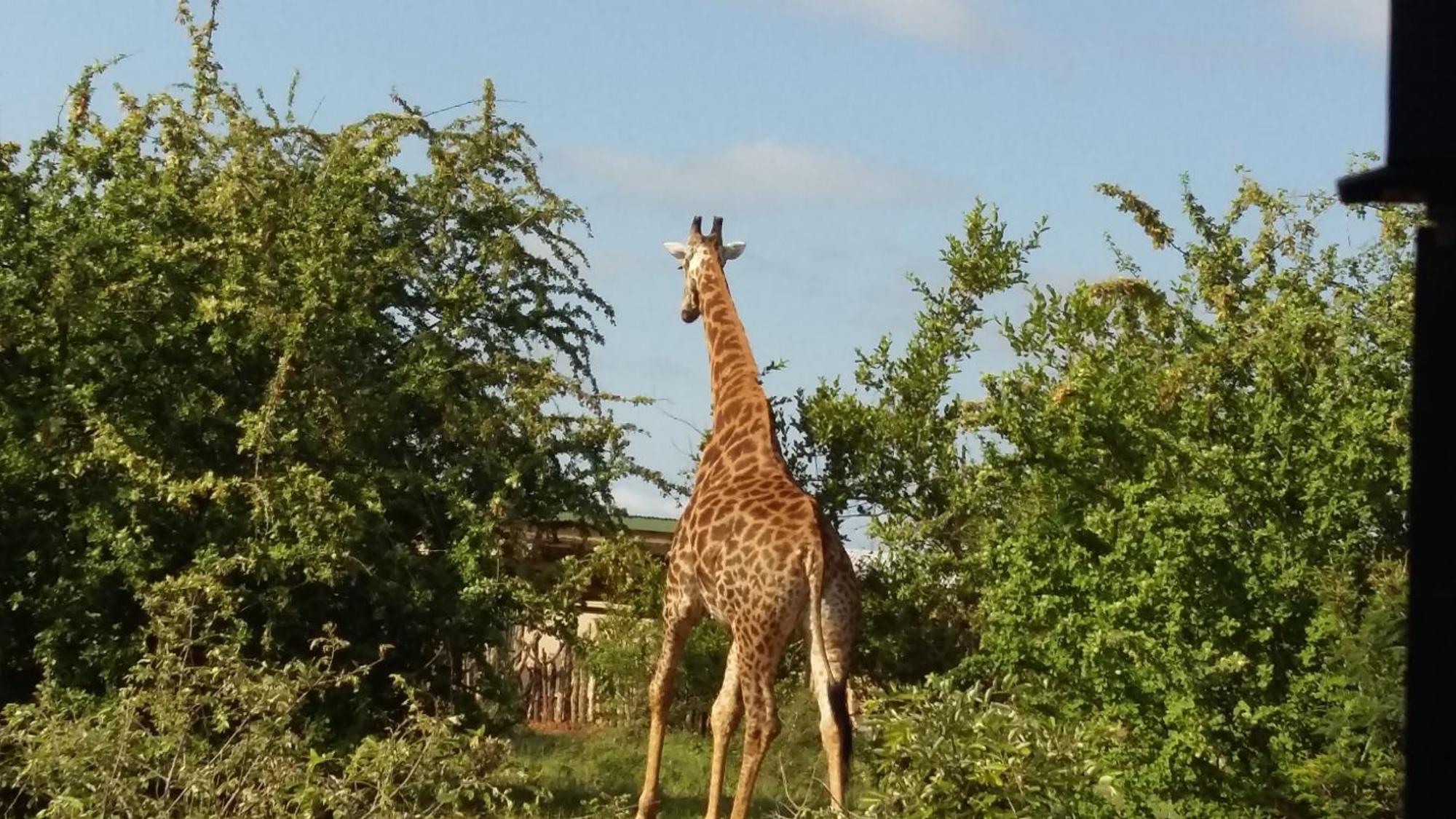 Muweti Bush Lodge Grietjie Game Reserve Екстериор снимка