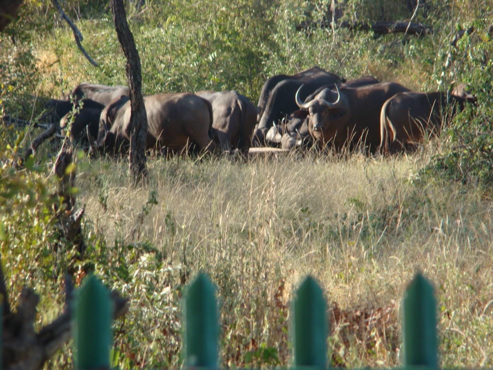 Muweti Bush Lodge Grietjie Game Reserve Екстериор снимка