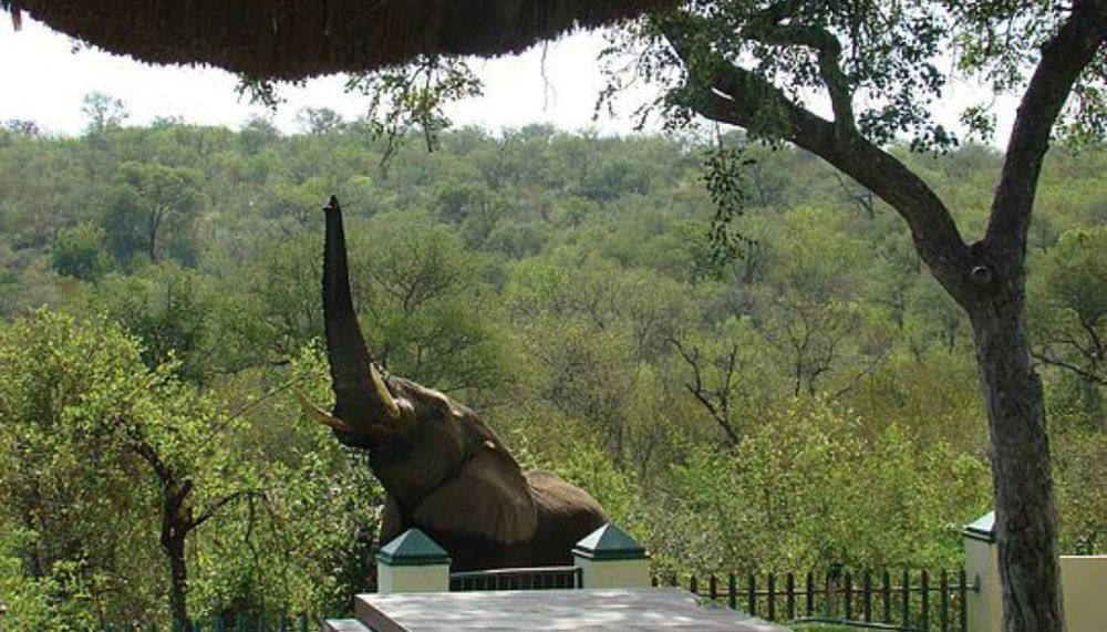 Muweti Bush Lodge Grietjie Game Reserve Екстериор снимка