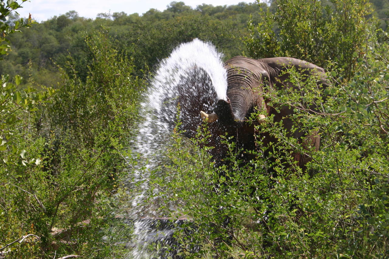 Muweti Bush Lodge Grietjie Game Reserve Екстериор снимка