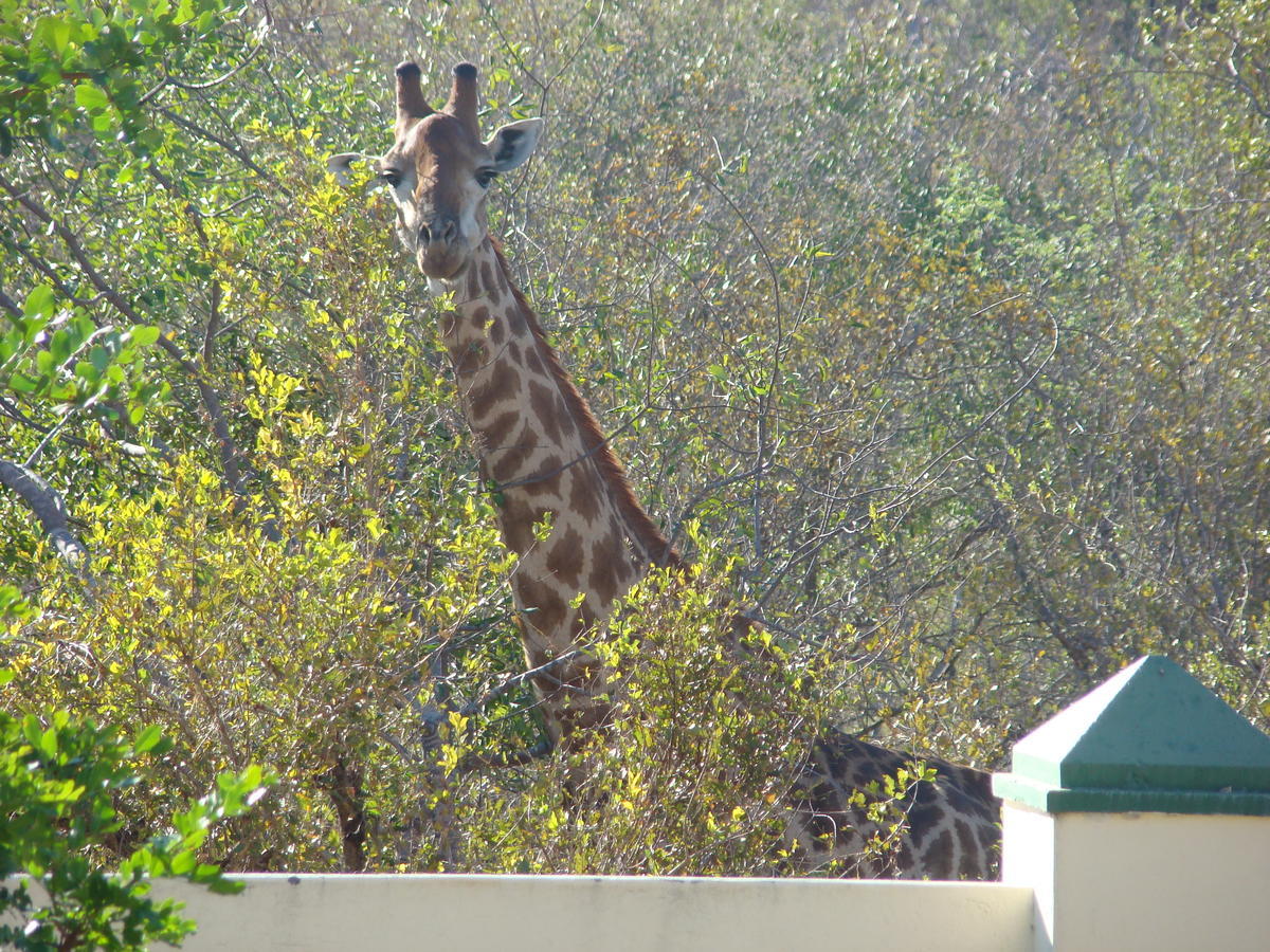 Muweti Bush Lodge Grietjie Game Reserve Екстериор снимка