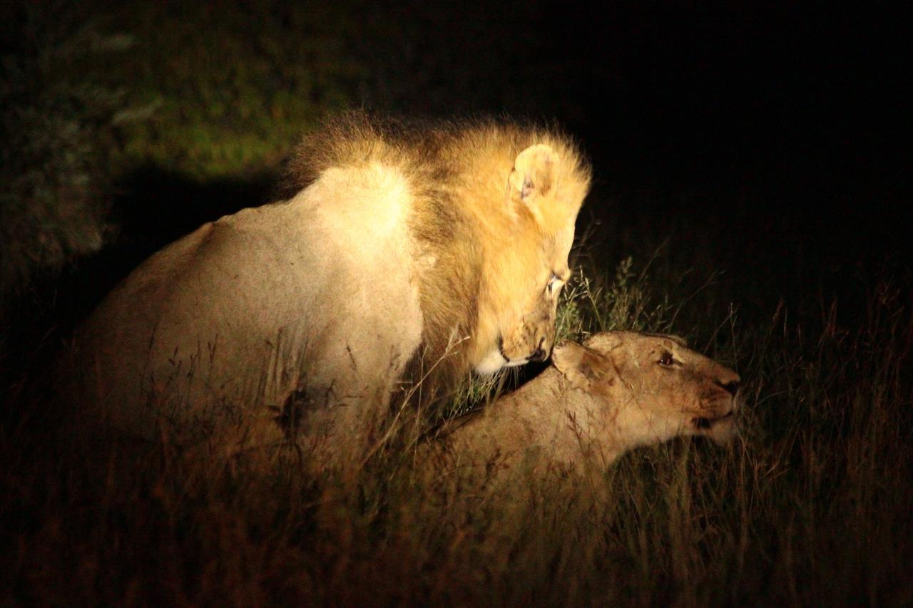 Muweti Bush Lodge Grietjie Game Reserve Екстериор снимка