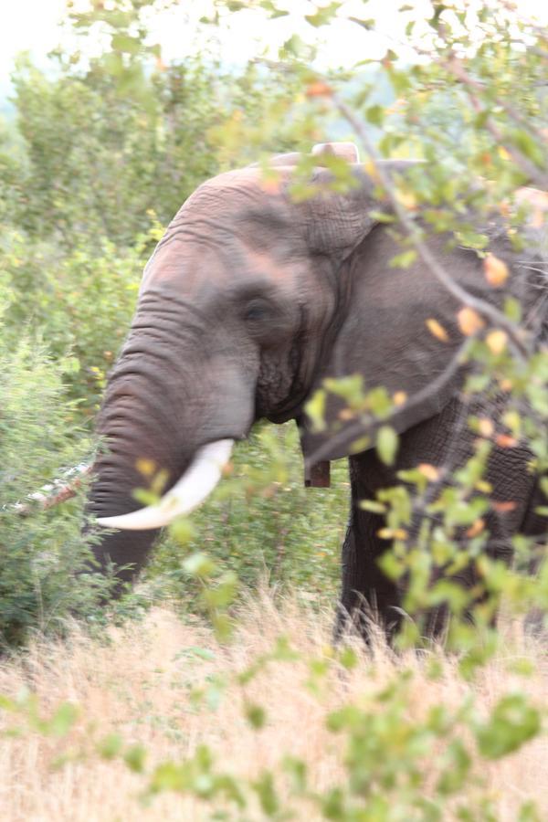 Muweti Bush Lodge Grietjie Game Reserve Екстериор снимка