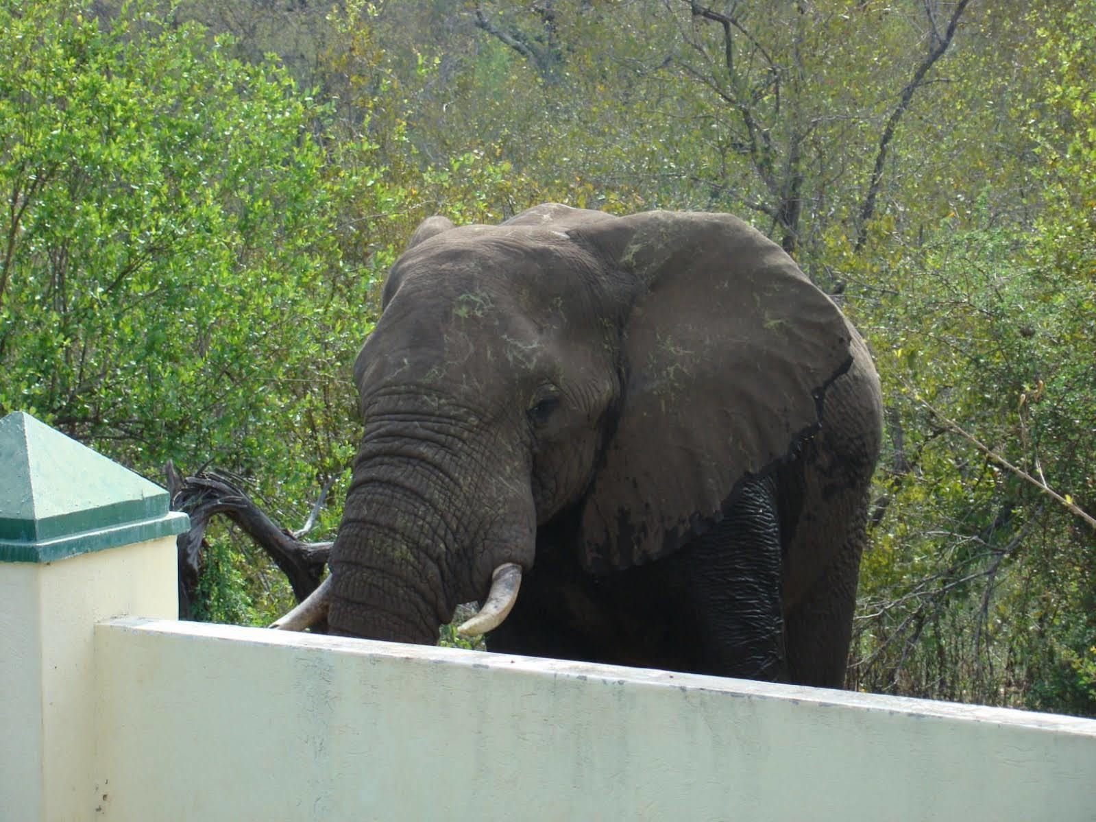 Muweti Bush Lodge Grietjie Game Reserve Екстериор снимка